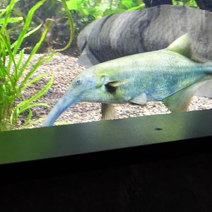 Snorkel elephantfish