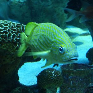 Grunt (French grunt?)