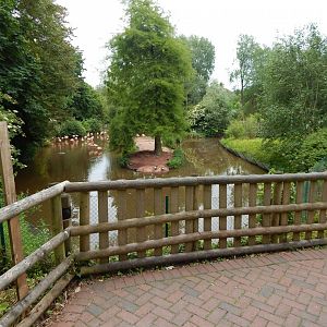 Flamingo and waterfowl exhibit 130624