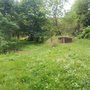 Sumatran tiger exhibit 130624