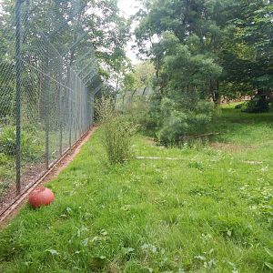 Sumatran tiger exhibit 130624