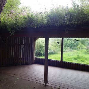 Sumatran tiger exhibit 130624