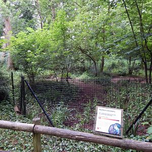 Southern cassowary exhibit 130624