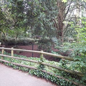 Southern cassowary exhibit 130624