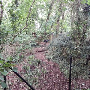 Southern cassowary exhibit 130624