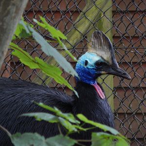 Southern cassowary 130624