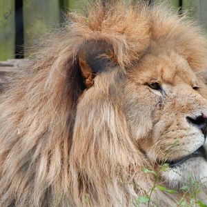 Lion 130624