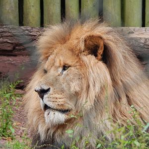 Lion 130624