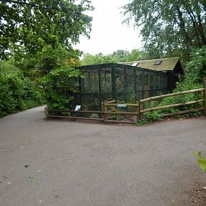 Toco toucan exhibits 130624