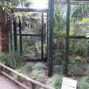 Toco toucan and Kakariki exhibits 130624