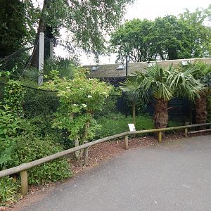 Greater roadrunner exhibit 130624