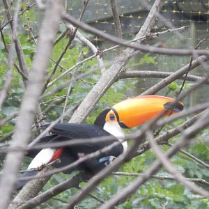 Toco toucan 130624