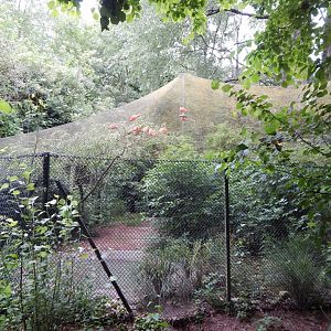 Sacred ibis exhibit 130624