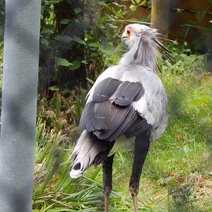 Secretary bird 130624