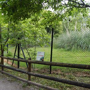 Eastern bongo exhibit 130624