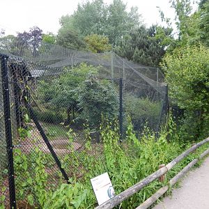 Hamerkop exhibit 130624
