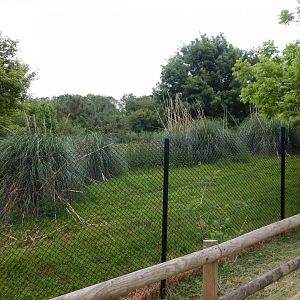 Eastern bongo exhibit 130624