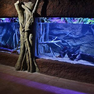 Amazon Flooded Forest - Electric Eel exhibit