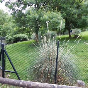 Eastern bongo exhibit 130624