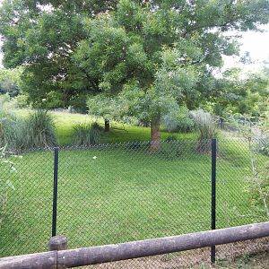 Eastern bongo exhibit 130624