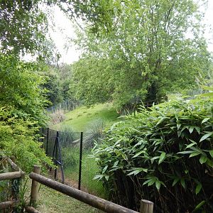 Eastern bongo exhibit 130624