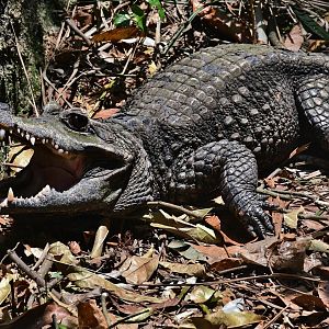 African Dwarf Crocodile (Osteolaemus tetraspis)