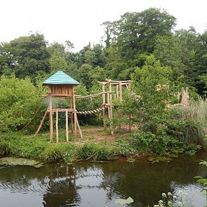 Bornean orangutan exhibit 130624