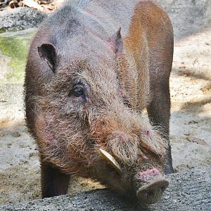 Bearded Pig (Sus barbatus oi)