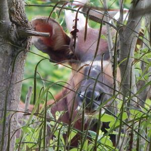 Eastern bongo 130624
