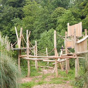 Bornean orangutan exhibit 130624