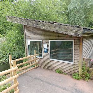 Pied tamarin exhibit 130624