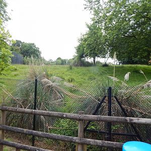 Eastern bongo exhibit 130624