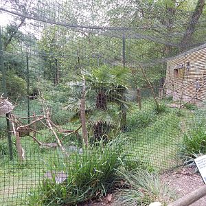 Mixed lemur exhibit 130624