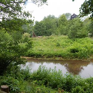 Western lowland gorilla exhibit 130624