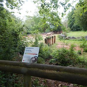 Eastern black rhinoceros exhibit 130624