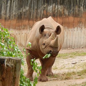 Eastern black rhinoceros 130624