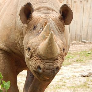 Eastern black rhinoceros 130624
