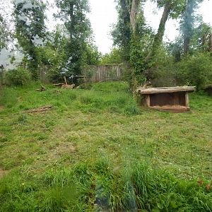 South African cheetah exhibit 130624