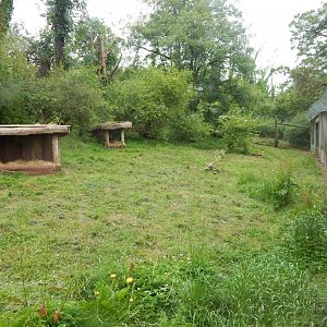 South African cheetah exhibit 130624