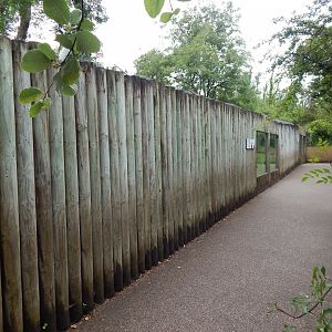 South African cheetah exhibit 130624