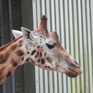 Rothschild's giraffe 130624