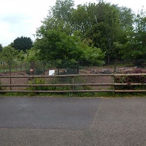 Red river hog exhibit 130624