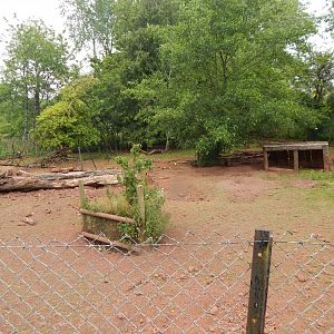 Red river hog exhibit 130624