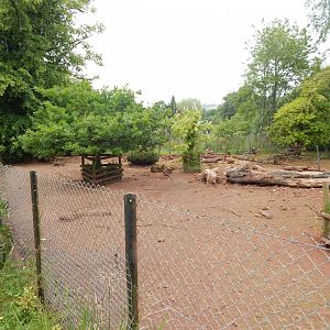 Red river hog exhibit 130624