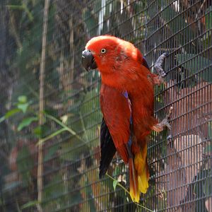 Tanimbar eclectus (Eclectus riedeli)