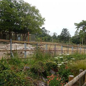 Hartmann's mountain zabra exhibit 130624