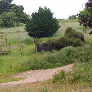 Future Hamadryas baboon exhibit 130624