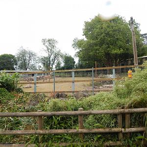 Hartmann's mountain zebra exhibit 130624