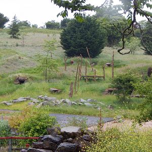 Future Hamadryas baboon exhibit 130624