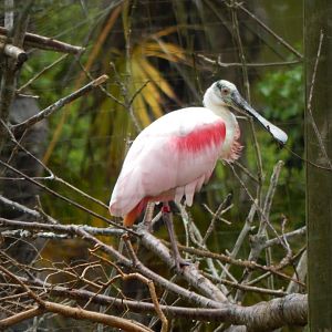 Roseate spoonbill 130624